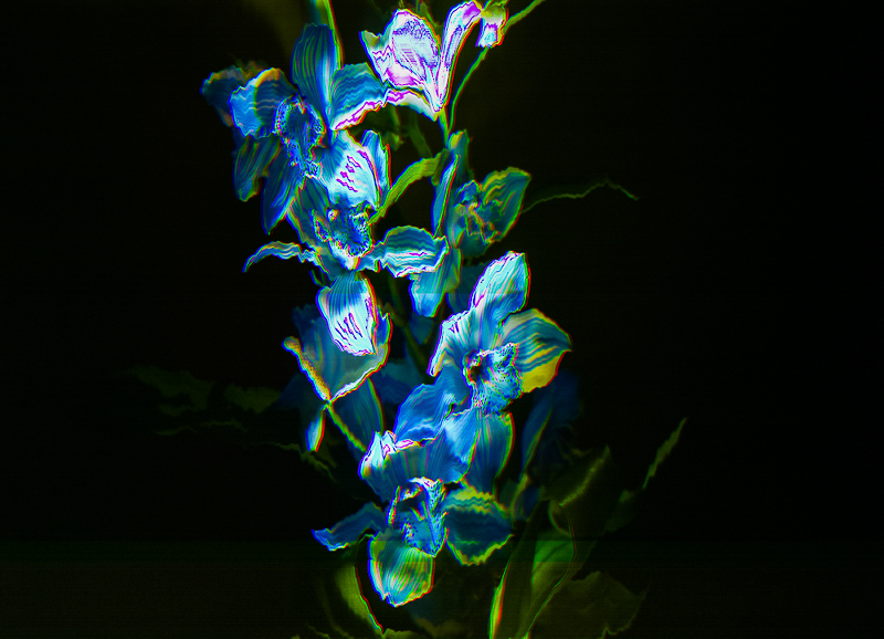 la photo d'un bouquet de fleurs déformée par le scanner